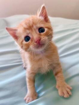 Gene -  Domestic Short Hair Cat for Adoption in Columbia, Illinois - Gene | PetCurious