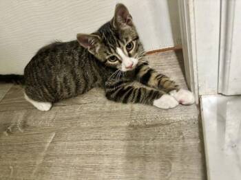 Tiger -  Domestic Short Hair Cat for Adoption in North Babylon, New York - Tiger | PetCurious
