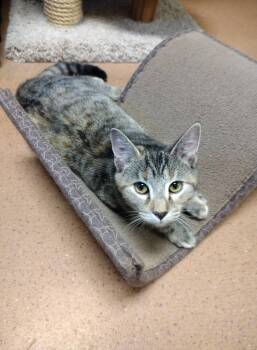Rescue Torbie Cats for Adoption in Monroe, Ohio - Belle | PetCurious