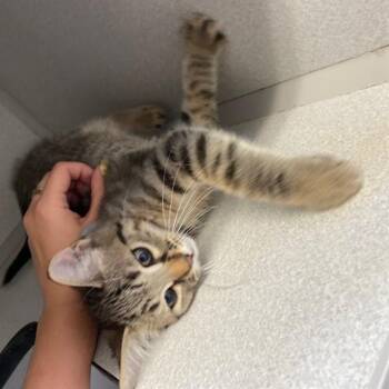 Domestic Short Hair Cats Available for Adoption in Aurora, Colorado - BLUEY | PetCurious