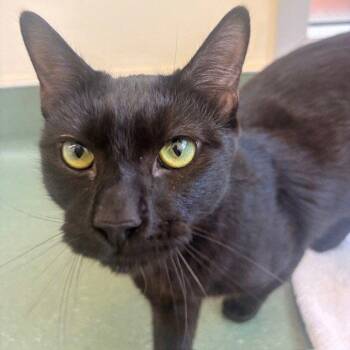 Domestic Short Hair Cats Available for Adoption in Burlingame, California - Soot | PetCurious