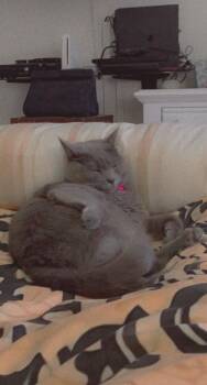 Harley Quinn **Courtesy Listing** -  Russian Blue Cat for Adoption in Peru, New York - Harley Quinn **Courtesy Listing** | PetCurious