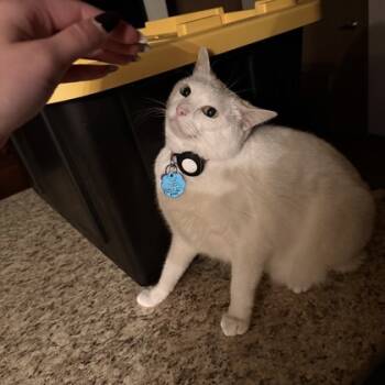 Rescue Domestic Short Hair Cats for Adoption in Madison, Wisconsin - Dusty | PetCurious