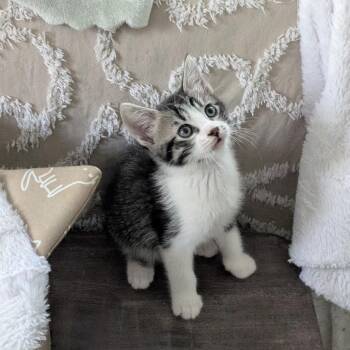 Arthur -  Domestic Short Hair Cat for Adoption in Raleigh, North Carolina - Arthur | PetCurious