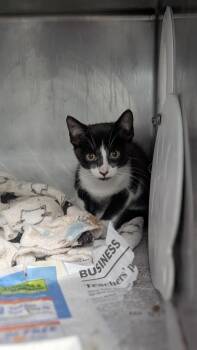 Bologna -  Domestic Short Hair Cat for Adoption in Cincinnati, Ohio - Bologna | PetCurious