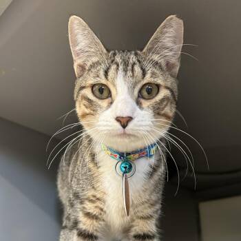 PR0696 Mojito -  Domestic Short Hair Cat for Adoption in Port Washington, New York - PR0696 Mojito | PetCurious