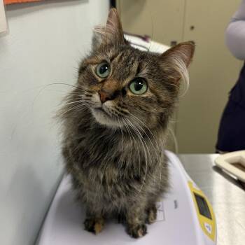 Nala -  Domestic Long Hair Cat for Adoption in Saint Paul, Minnesota - Nala | PetCurious
