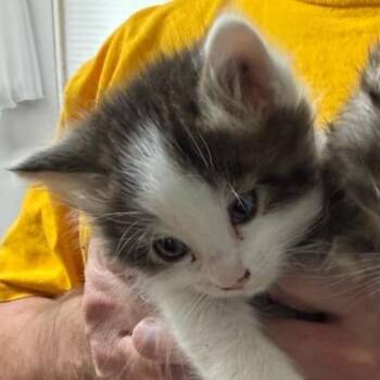 Cookies and cream -  Domestic Medium Hair Cat for Adoption in Grantsville, Utah - Cookies And Cream | PetCurious