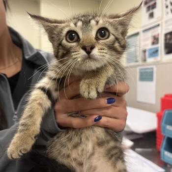 Catherine -  Domestic Short Hair Cat for Adoption in Chicago, Illinois - Catherine | PetCurious