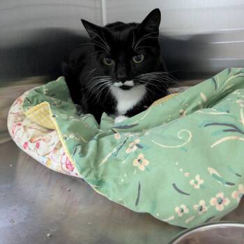 Sunny -  Domestic Short Hair Cat for Adoption in Portland, Oregon - Sunny | PetCurious