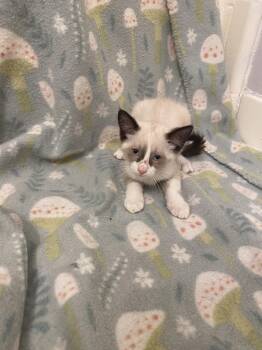 Aurora -  Snowshoe Cat for Adoption in Mobile, Alabama - Aurora | PetCurious