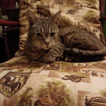 American Shorthair Cats Available for Adoption in Roanoke, Virginia - Miss Kitty | PetCurious