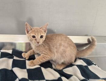 Rosa -  Domestic Short Hair Cat for Adoption in Dickson, Tennessee - Rosa | PetCurious