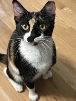 Carolita -  Calico Cat for Adoption in Chicago, Illinois - Carolita | PetCurious