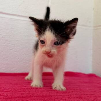 Domestic Short Hair Cats Available for Adoption in Evensville, Tennessee - Pixel | PetCurious