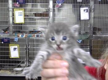 A185841 -  Domestic Short Hair Cat for Adoption in Pasadena, Texas - A185841 | PetCurious
