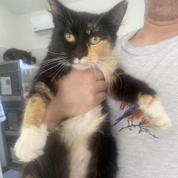 Geneva -  Domestic Medium Hair Cat for Adoption in Chapel Hill, North Carolina - Geneva | PetCurious