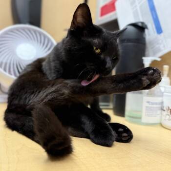 Jade -  Domestic Short Hair Cat for Adoption in Austin, Texas - Jade | PetCurious