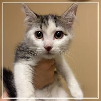 FWT Trooper -  Domestic Short Hair Cat for Adoption in Midland, Texas - FWT Trooper | PetCurious