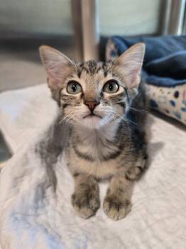 Pulled Pork -  Domestic Short Hair Cat for Adoption in Wellington, Kansas - Pulled Pork | PetCurious
