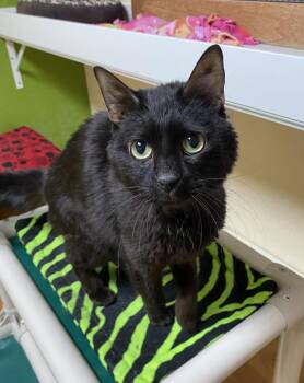 Marigold -  Domestic Short Hair Cat for Adoption in Fargo, North Dakota - Marigold | PetCurious