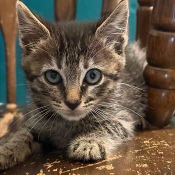 Mod Podge -  Domestic Medium Hair Cat for Adoption in Westminster, California - Mod Podge | PetCurious