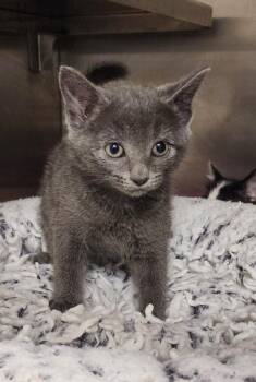 Venus -  Domestic Short Hair Cat for Adoption in Great Bend, Kansas - Venus | PetCurious