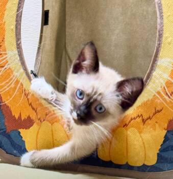 Grapette - Soda Pop Kittens -  Siamese and Ragdoll Cat for Adoption in Falmouth, Maine - Grapette - Soda Pop Kittens | PetCurious