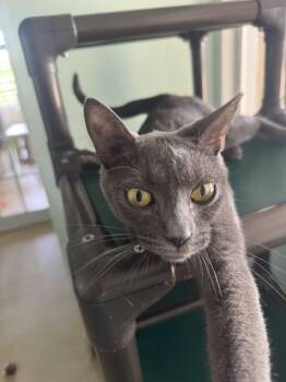 Bluey -  Domestic Short Hair Cat for Adoption in Raleigh, North Carolina - Bluey | PetCurious