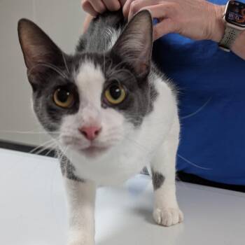 Luther -  Domestic Short Hair Cat for Adoption in Canton, Illinois - Luther | PetCurious