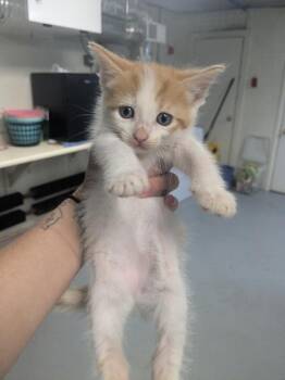Turnip -  Domestic Short Hair Cat for Adoption in Lock Haven, Pennsylvania - Turnip | PetCurious