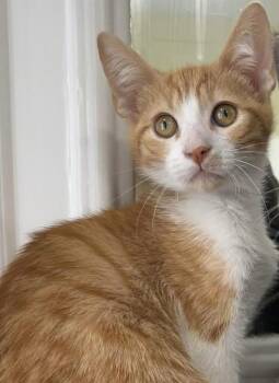 Fred -  Domestic Short Hair and Tabby Cat for Adoption in Lawrenceville, Georgia - Fred | PetCurious