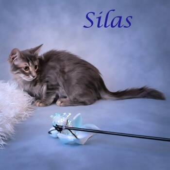 Silas C26-162 -  Domestic Short Hair Cat for Adoption in Lebanon, Tennessee - Silas C26-162 | PetCurious