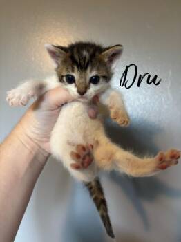Dru -  Domestic Short Hair Cat for Adoption in Rutherfordton, North Carolina - Dru | PetCurious