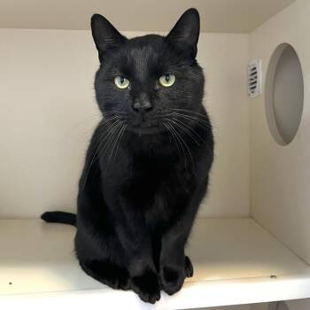 Domestic Short Hair Cats Available for Adoption - Jake | PetCurious