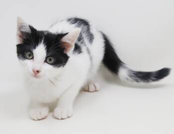 Richard is our dream boat - can he be any more precious -  Turkish Van and Tuxedo Cat Available for Adoption in Bedford Hills, New York - Richard Is Our Dream Boat - Can He Be Any More Precious | PetCurious