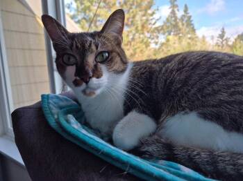 Domestic Short Hair Cats Available for Adoption in Battle Ground, Washington - Romeo | PetCurious