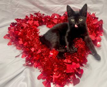 Domestic Short Hair Cats Available for Adoption in Muskego, Wisconsin - Ash - Playful And Affectionate | PetCurious