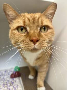 Nyla (ID 51778) -  Domestic Short Hair Cat for Adoption in Manassas, Virginia - Nyla (ID 51778) | PetCurious