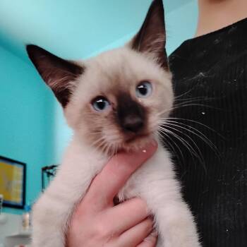 Spice -  Domestic Short Hair Cat for Adoption in Grantsville, Utah - Spice | PetCurious