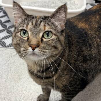 Pearl Elizabeth - Coming Soon! -  Domestic Short Hair Cat for Adoption in Naperville, Illinois - Pearl Elizabeth - Coming Soon! | PetCurious