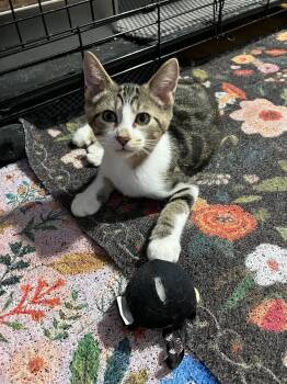 Linus -  Domestic Short Hair Cat for Adoption in Rootstown, Ohio - Linus | PetCurious