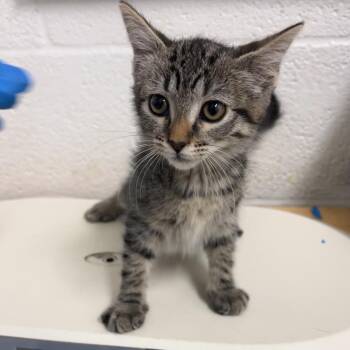 American Shorthair Cats Available for Adoption in Edinburg, Texas - Eukaryote | PetCurious