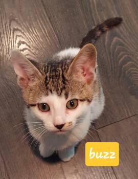 Buzz -  Domestic Short Hair Cat for Adoption in Roxbury Township, New Jersey - Buzz | PetCurious