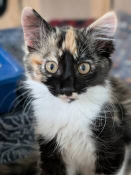Tootsie Roll -  Domestic Medium Hair Cat for Adoption in San Jose, California - Tootsie Roll | PetCurious
