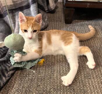 Ollie -  Domestic Short Hair Cat for Adoption in Cromwell, Kentucky - Ollie | PetCurious