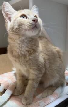 Mitchell -  Domestic Short Hair Cat for Adoption in West Chester, Pennsylvania - Mitchell | PetCurious