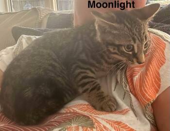 Moonlight -  Domestic Short Hair Cat for Adoption in Toronto, Ontario - Moonlight | PetCurious