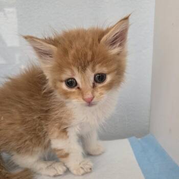 Skitty -  Domestic Short Hair Cat Available for Adoption in Desert Hot Springs, California - Skitty | PetCurious