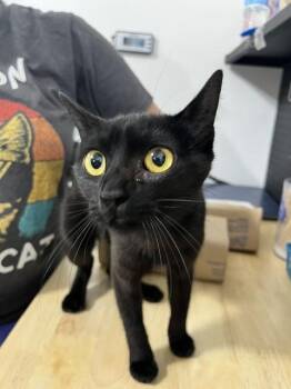 Domestic Short Hair Cats Available for Adoption in Dayton, Minnesota - Abba | PetCurious